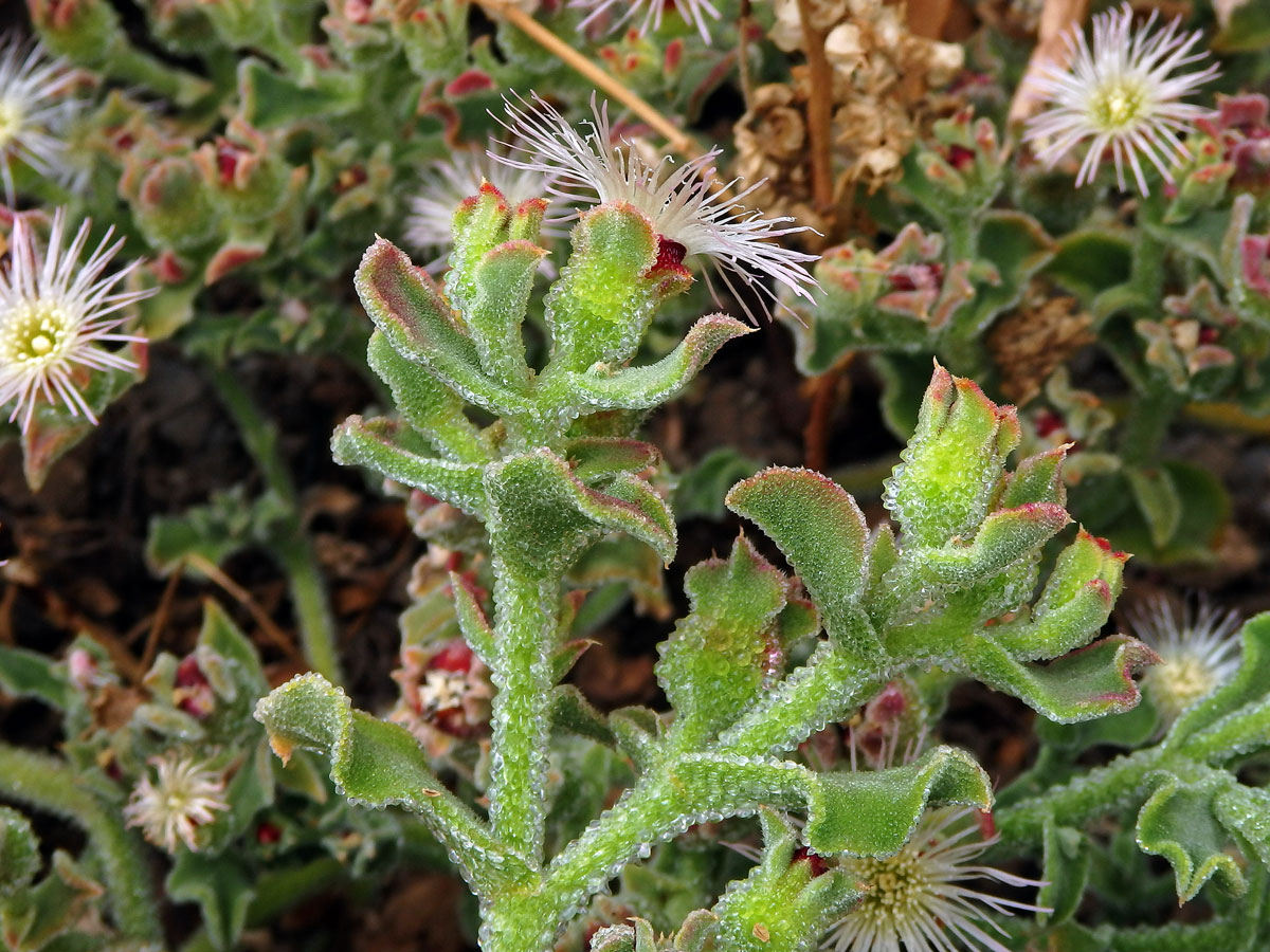 Kosmatec krystalový (Mesembryanthemum crystallinum L.)