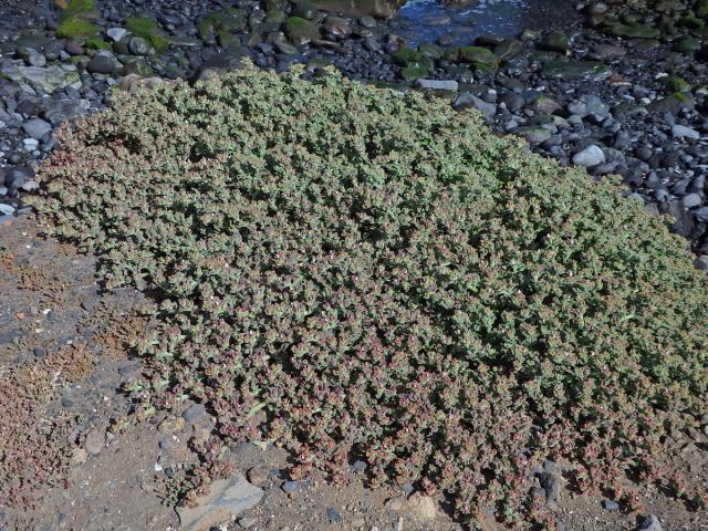 Kosmatec krystalový (Mesembryanthemum crystallinum L.)