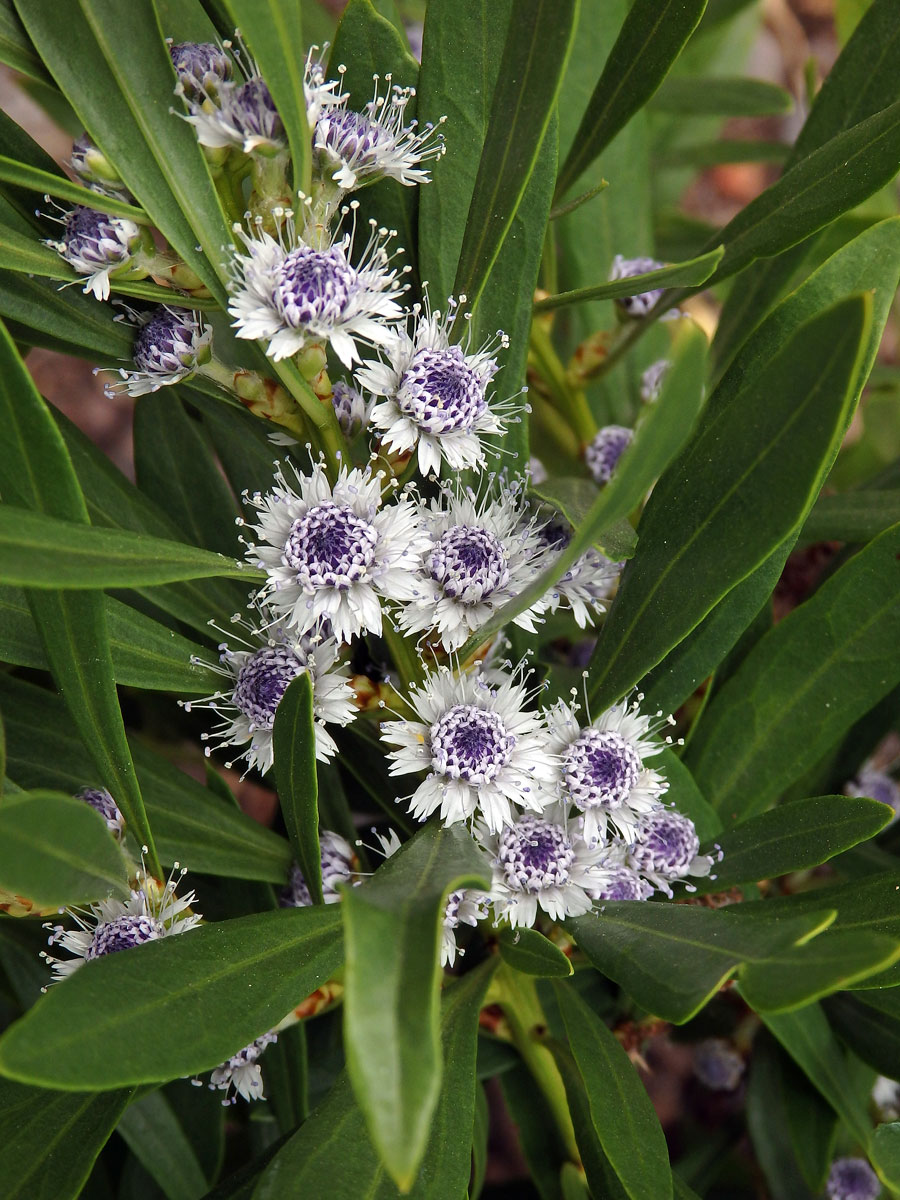 Koulenka (Globularia salicina Lam.)