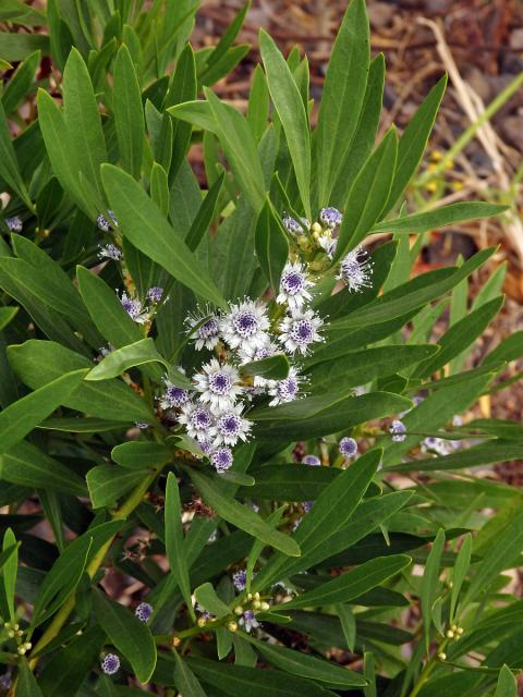 Koulenka (Globularia salicina Lam.)