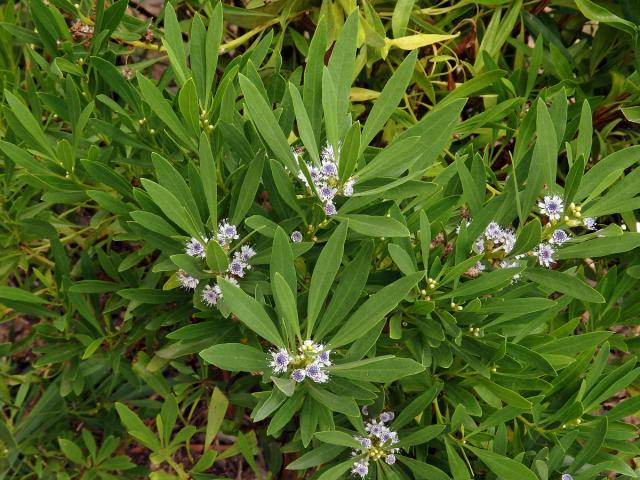 Koulenka (Globularia salicina Lam.)