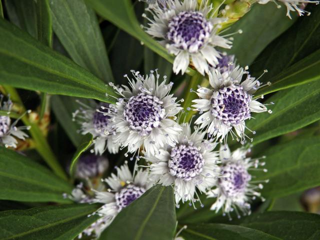 Koulenka (Globularia salicina Lam.)