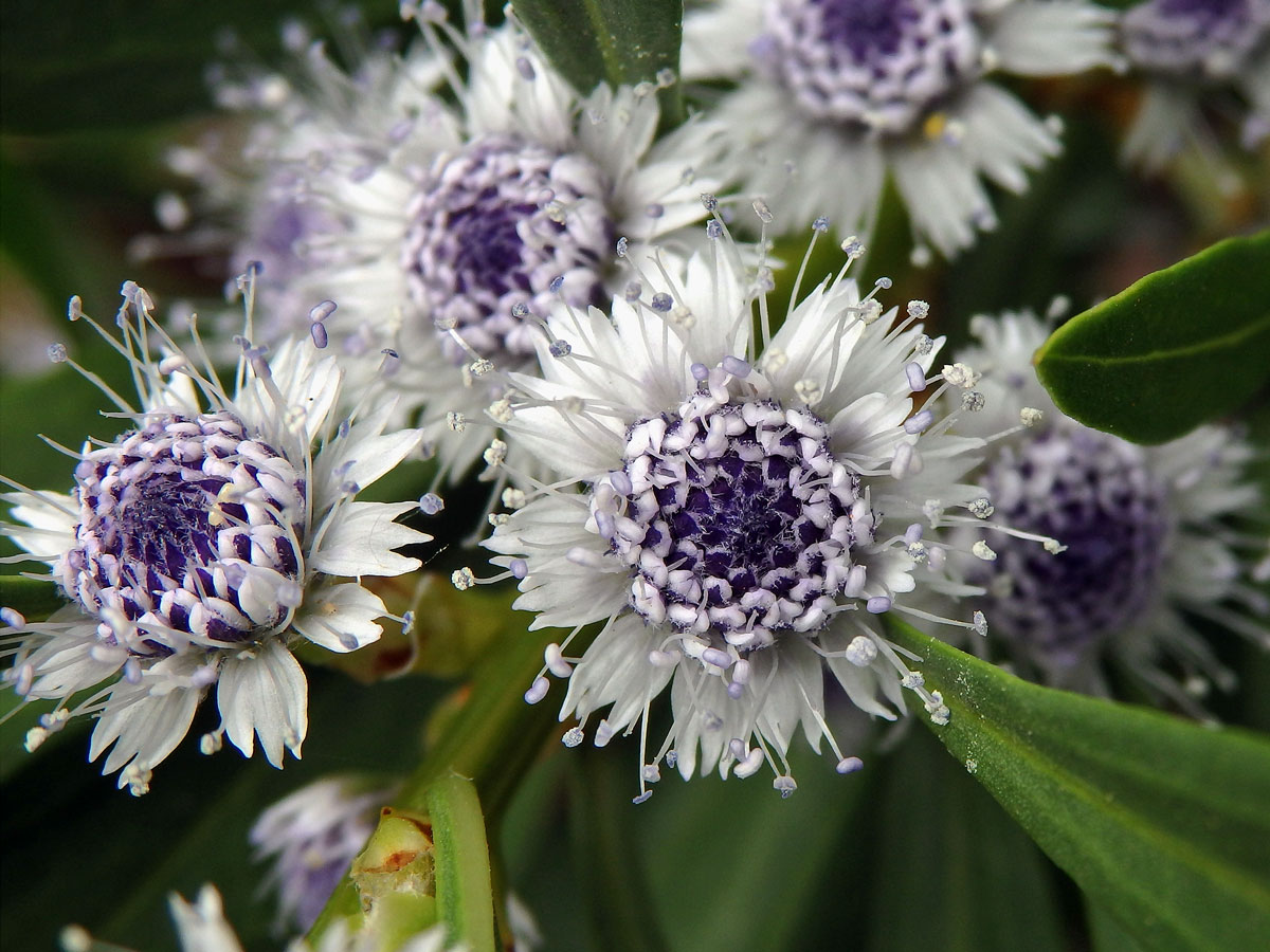 Koulenka (Globularia salicina Lam.)