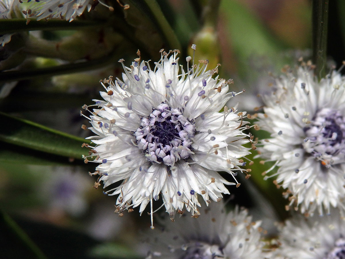 Koulenka (Globularia salicina Lam.)