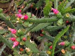 Opuncie (Opuntia cochenillifera (L.) P. Miller)