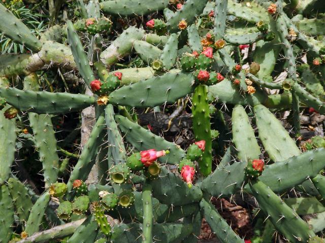 Opuncie (Opuntia cochenillifera (L.) P. Miller)