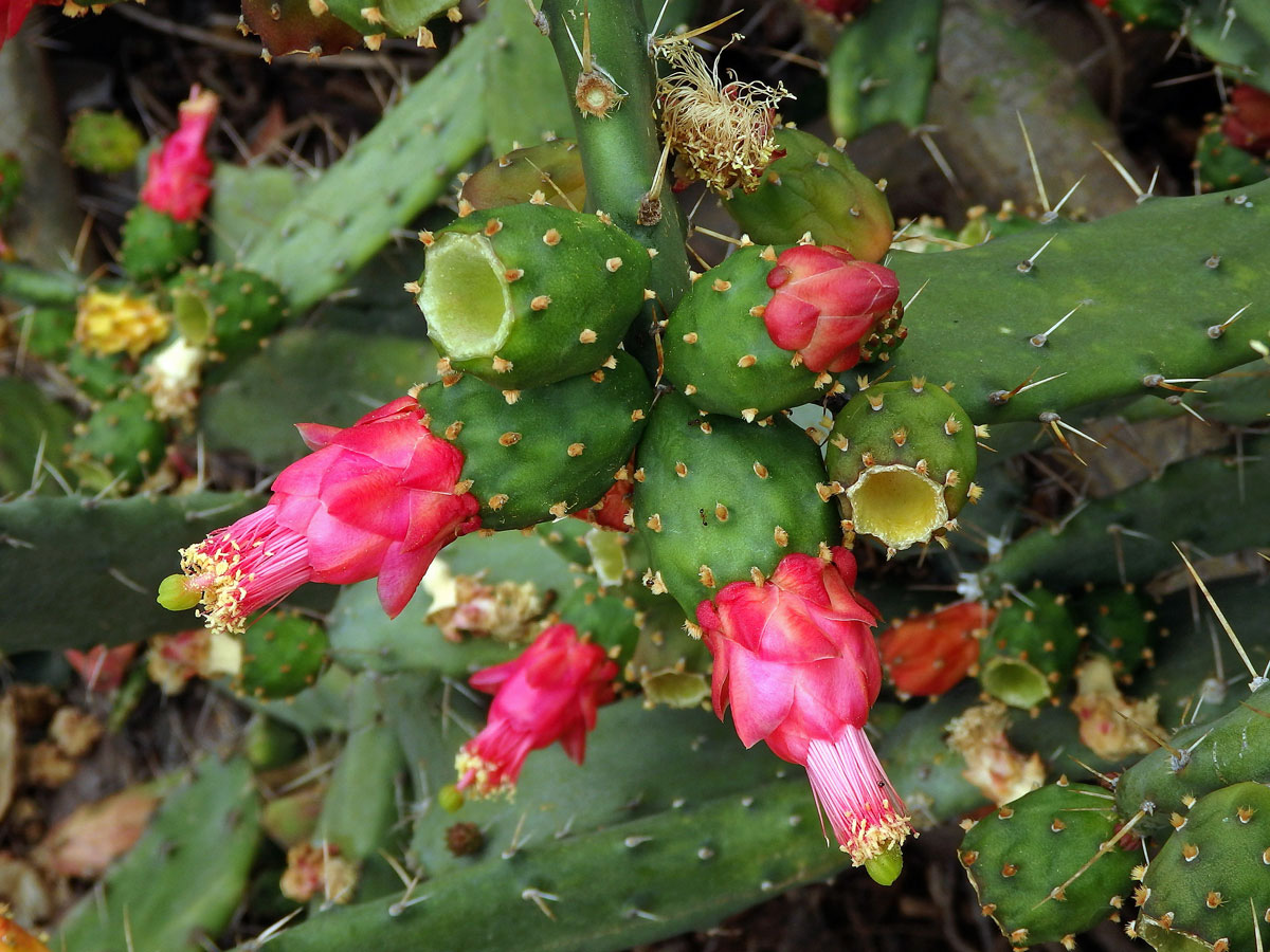 Opuncie (Opuntia cochenillifera (L.) P. Miller)