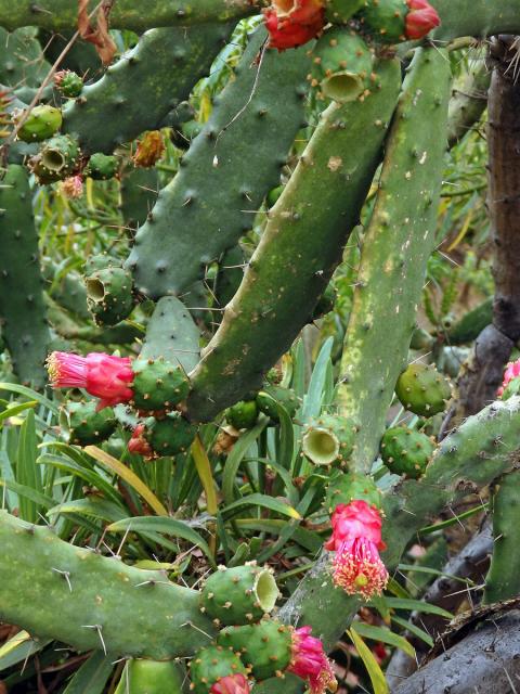 Opuncie (Opuntia cochenillifera (L.) P. Miller)