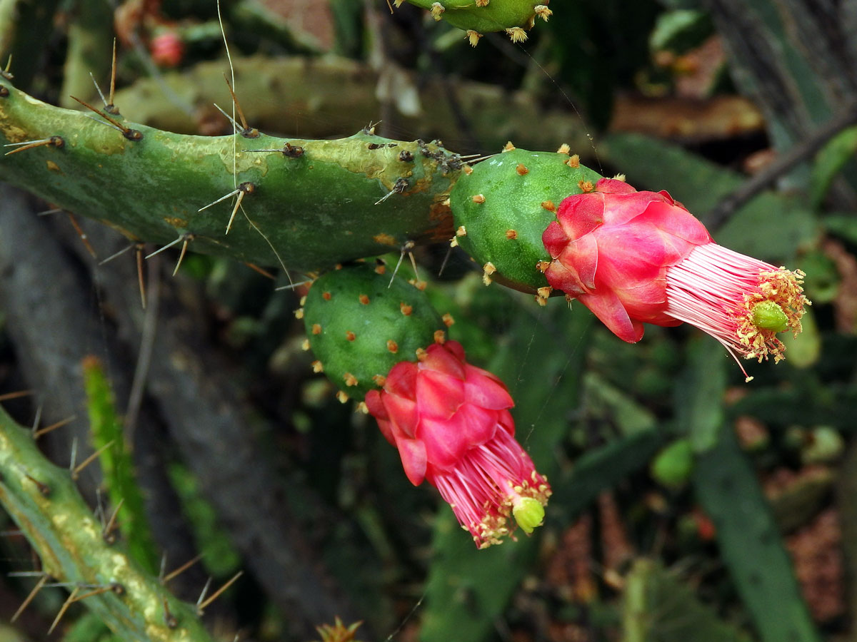 Opuncie (Opuntia cochenillifera (L.) P. Miller)