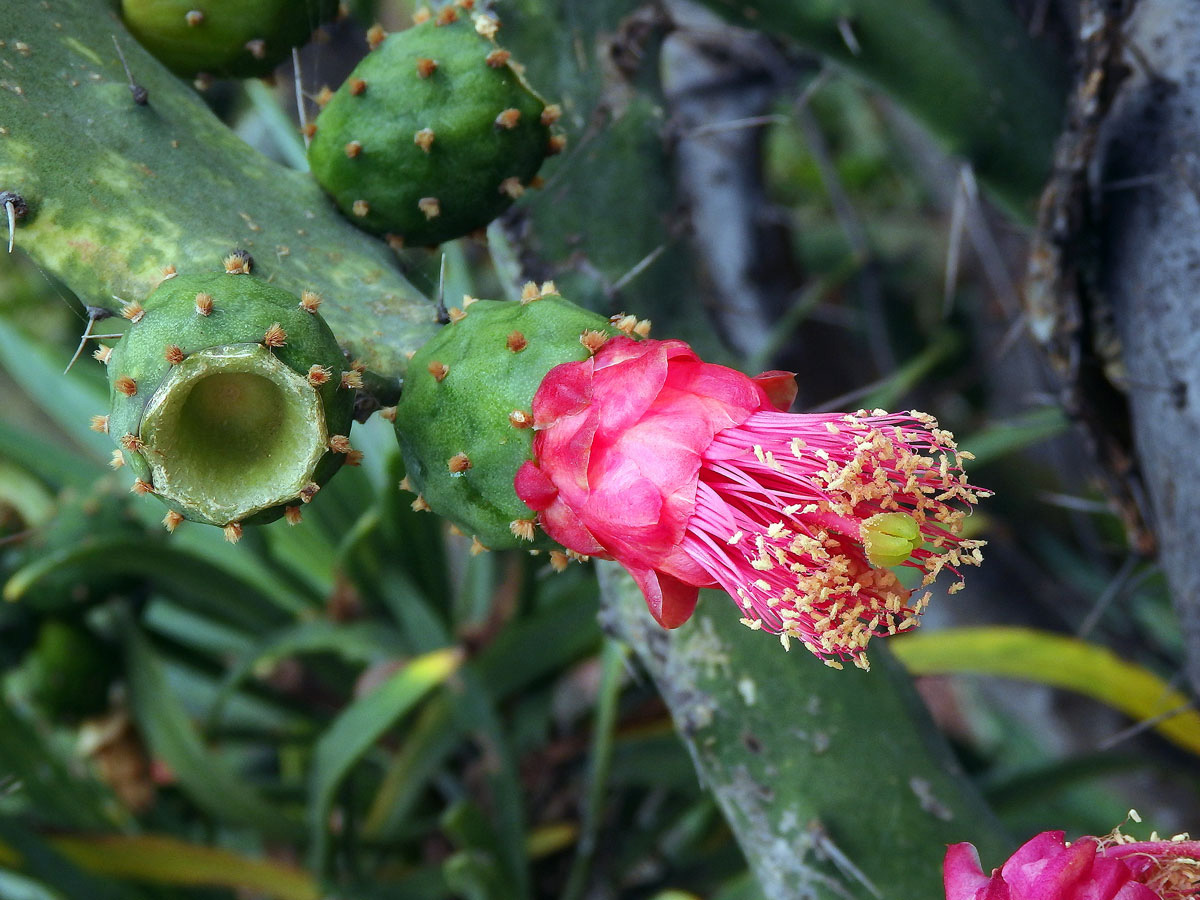 Opuncie (Opuntia cochenillifera (L.) P. Miller)