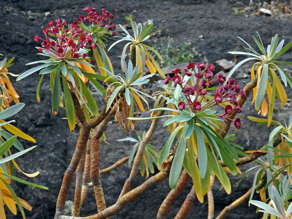 Pryšec (Euphorbia atropurpurea Brouss. ex Willd.)