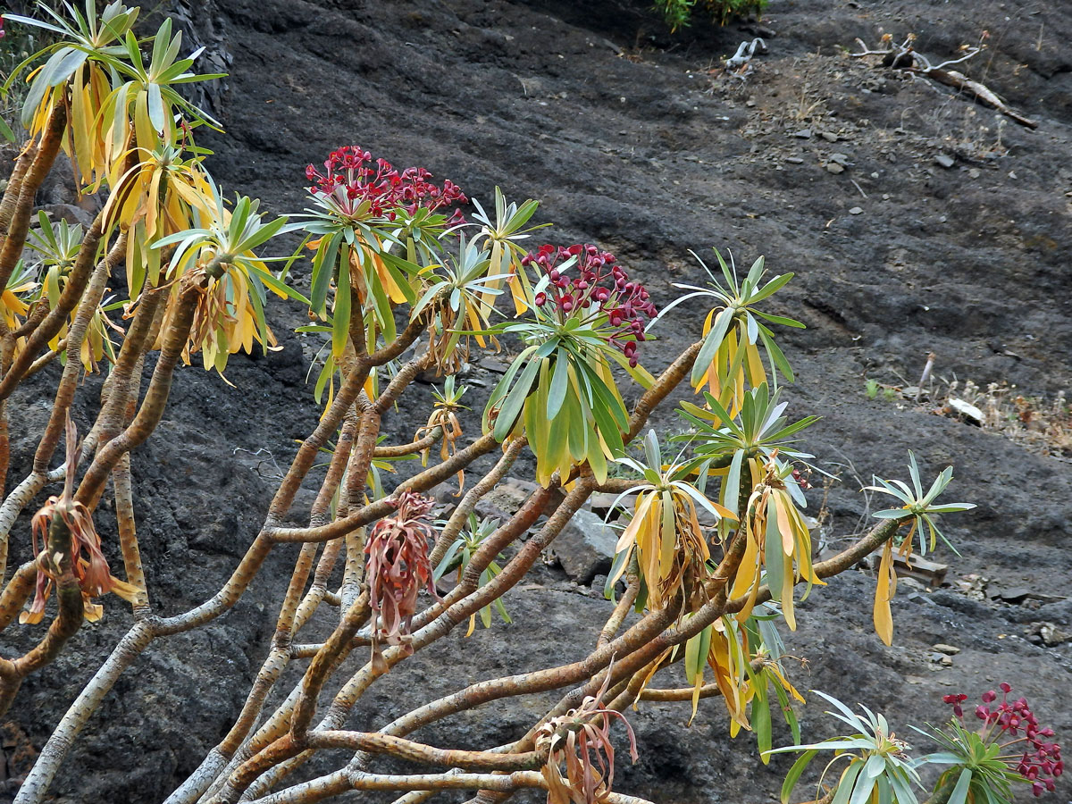 Pryšec (Euphorbia atropurpurea Brouss. ex Willd.)