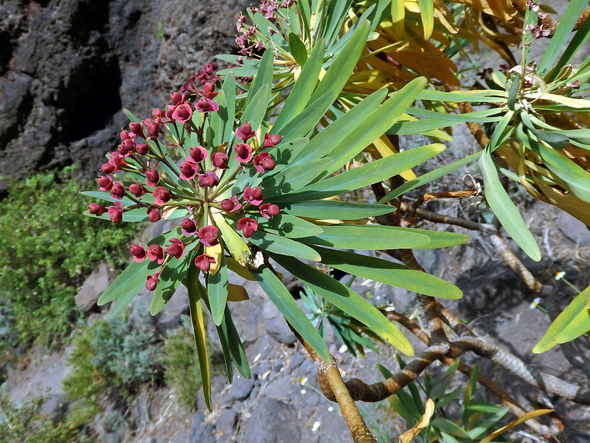 Pryšec (Euphorbia atropurpurea Brouss. ex Willd.)