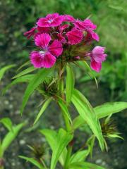 Hvozdík vousatý (Dianthus barbatus L.)