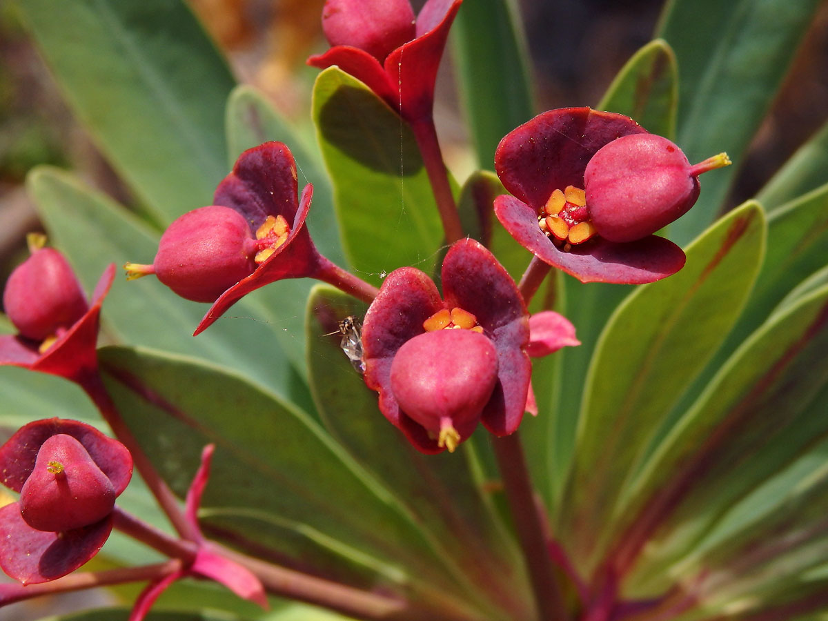 Pryšec (Euphorbia atropurpurea Brouss. ex Willd.)