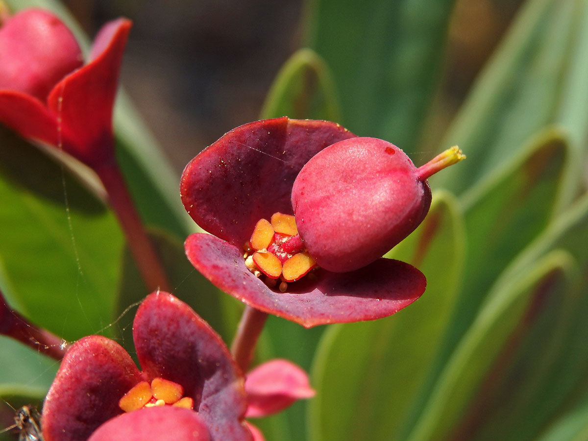 Pryšec (Euphorbia atropurpurea Brouss. ex Willd.)