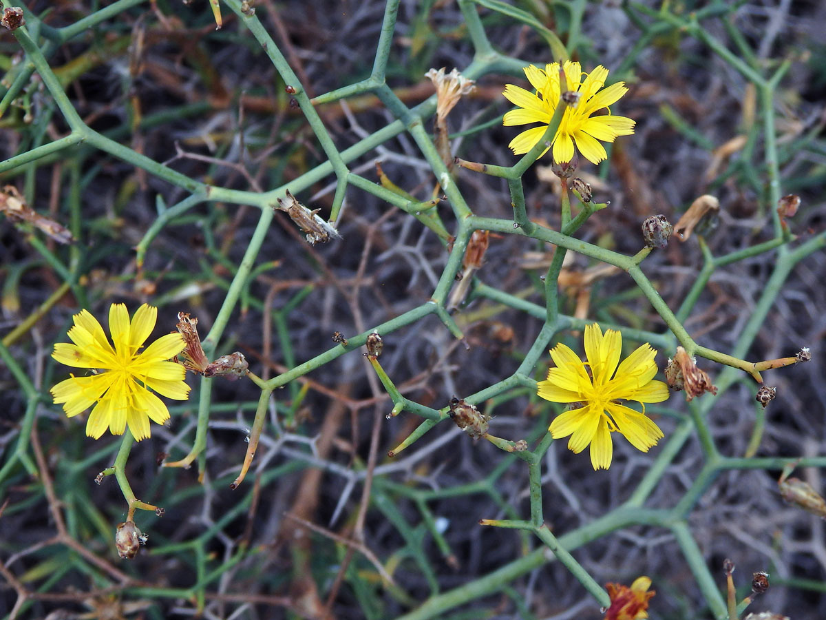 Launea křovitá (Launaea arborescens (Batt.) Murb)