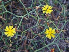 Launea křovitá (Launaea arborescens (Batt.) Murb)   