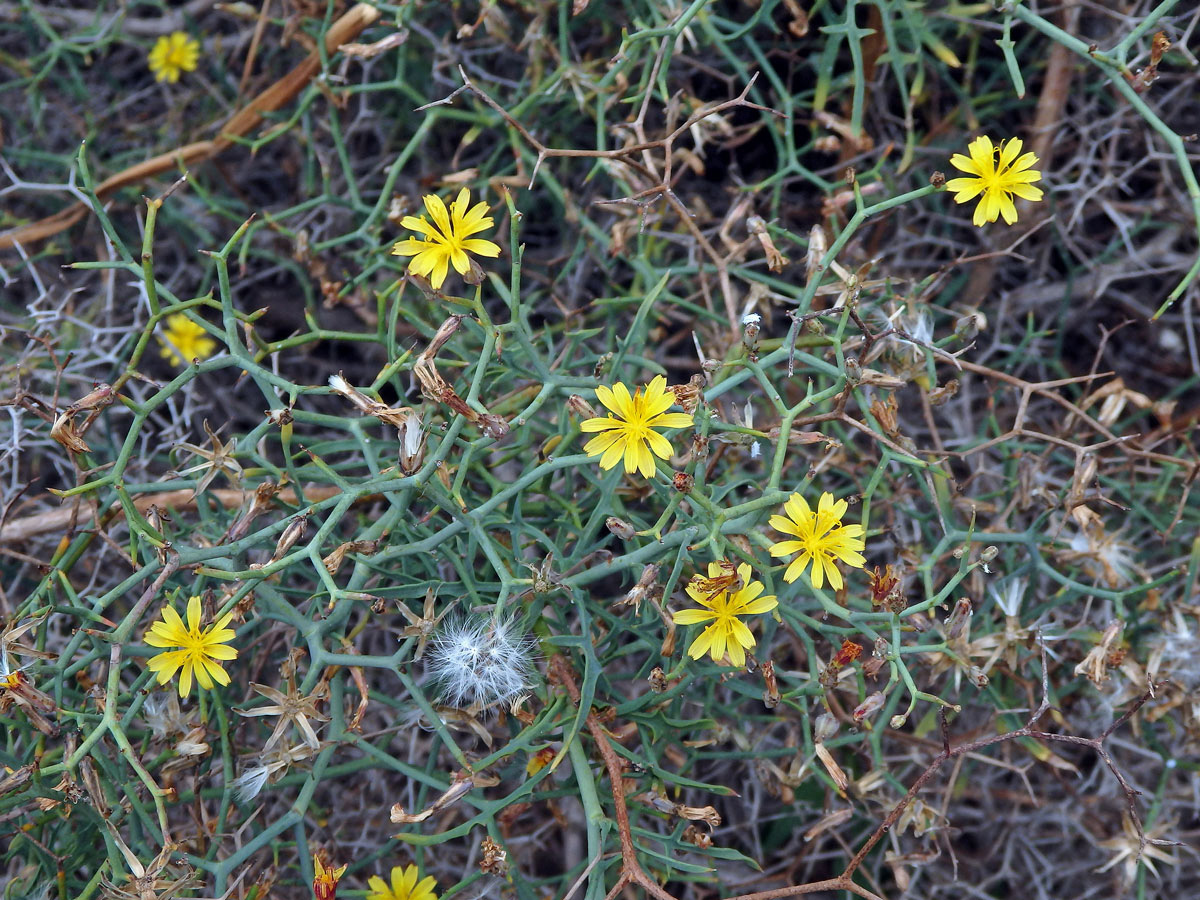 Launea křovitá (Launaea arborescens (Batt.) Murb)