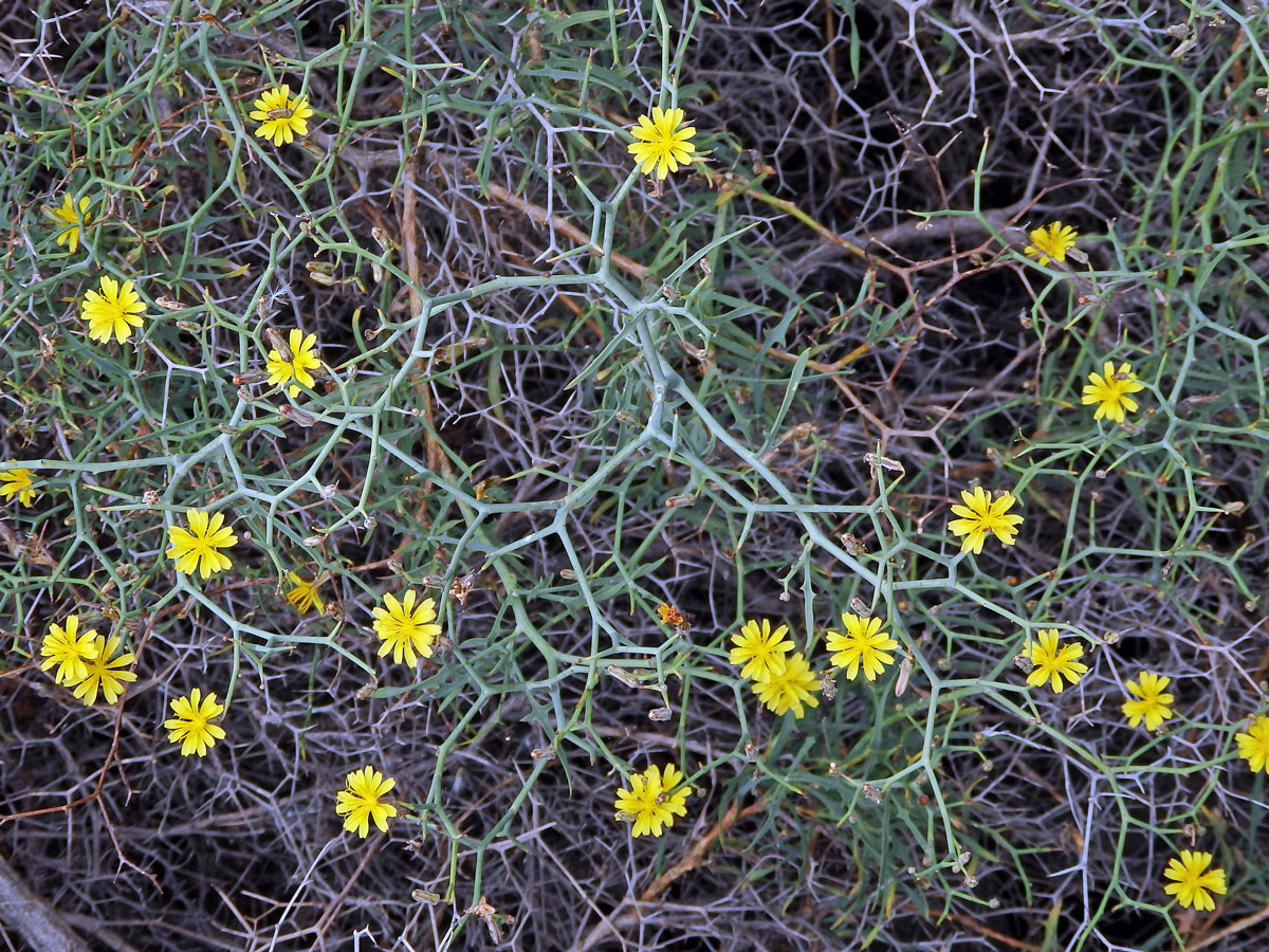 Launea křovitá (Launaea arborescens (Batt.) Murb)