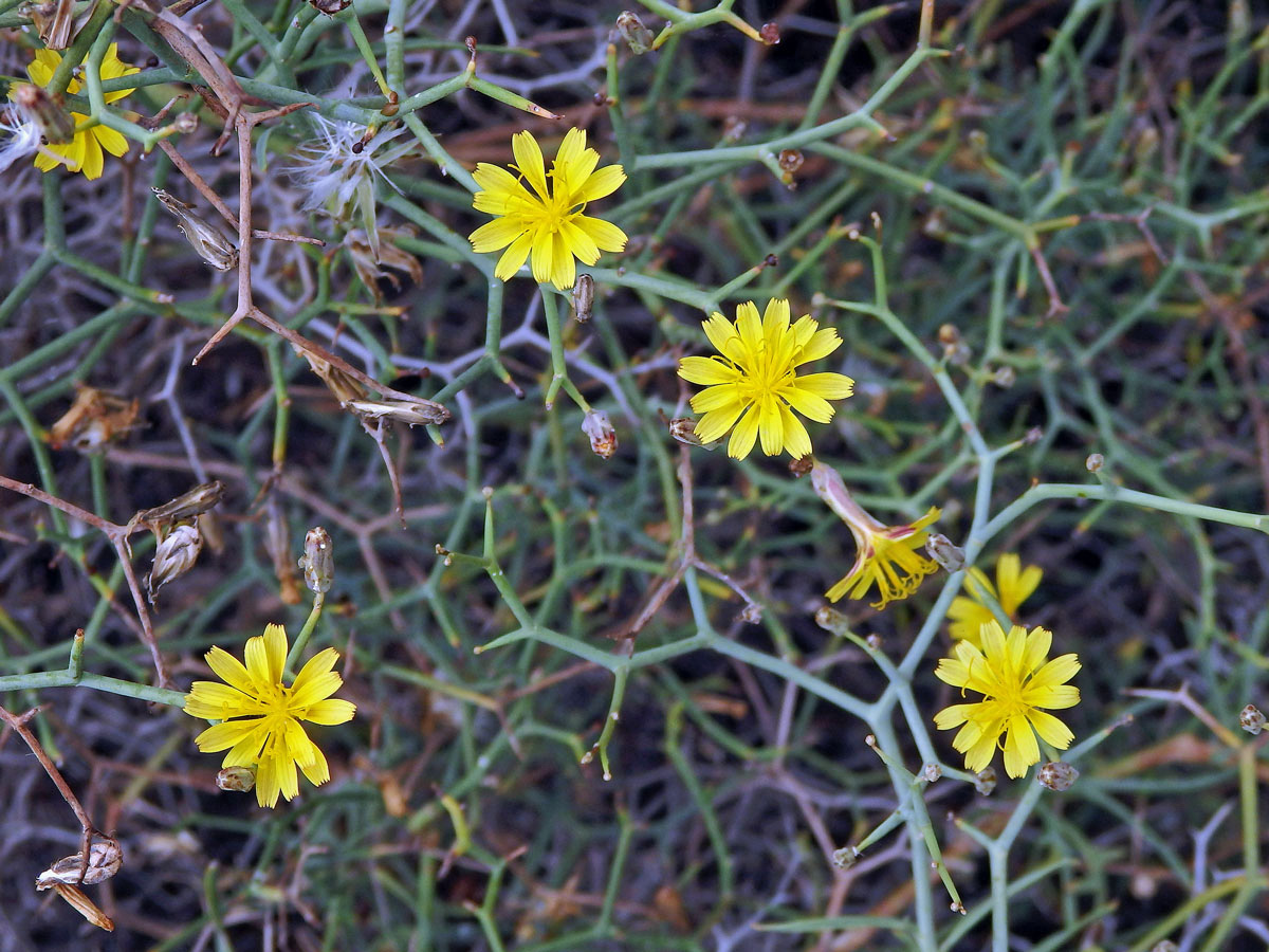 Launea křovitá (Launaea arborescens (Batt.) Murb)