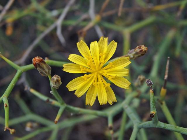 Launea křovitá (Launaea arborescens (Batt.) Murb)