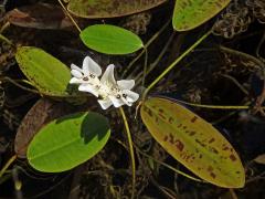 Kalatka dvouklasá (Aponogeton distachyos L. f.)