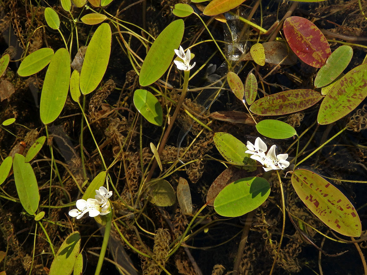 Kalatka dvouklasá (Aponogeton distachyos L. f.)