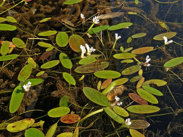 Kalatka dvouklasá (Aponogeton distachyos L. f.)