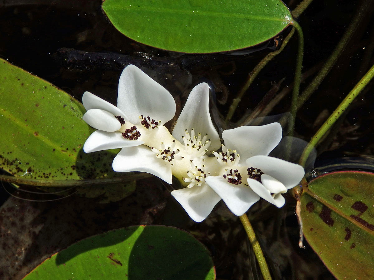 Kalatka dvouklasá (Aponogeton distachyos L. f.)