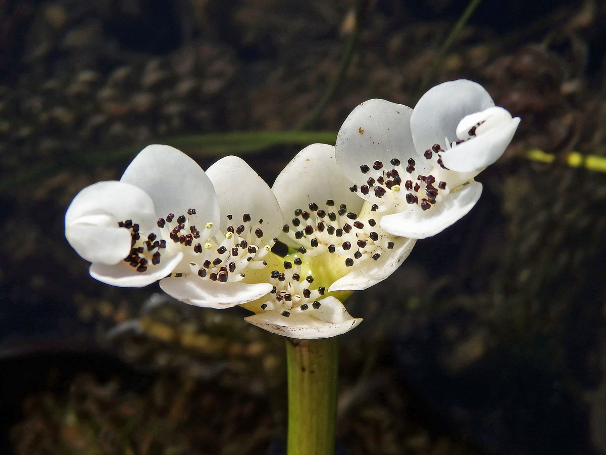 Kalatka dvouklasá (Aponogeton distachyos L. f.)