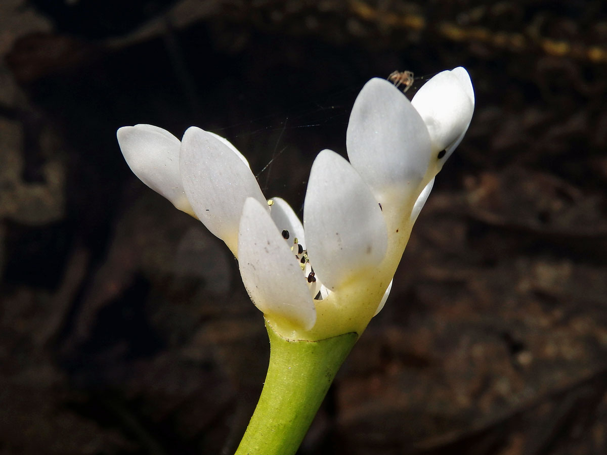 Kalatka dvouklasá (Aponogeton distachyos L. f.)