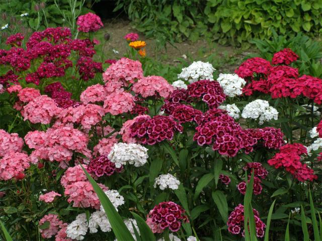 Hvozdík vousatý (Dianthus barbatus L.)