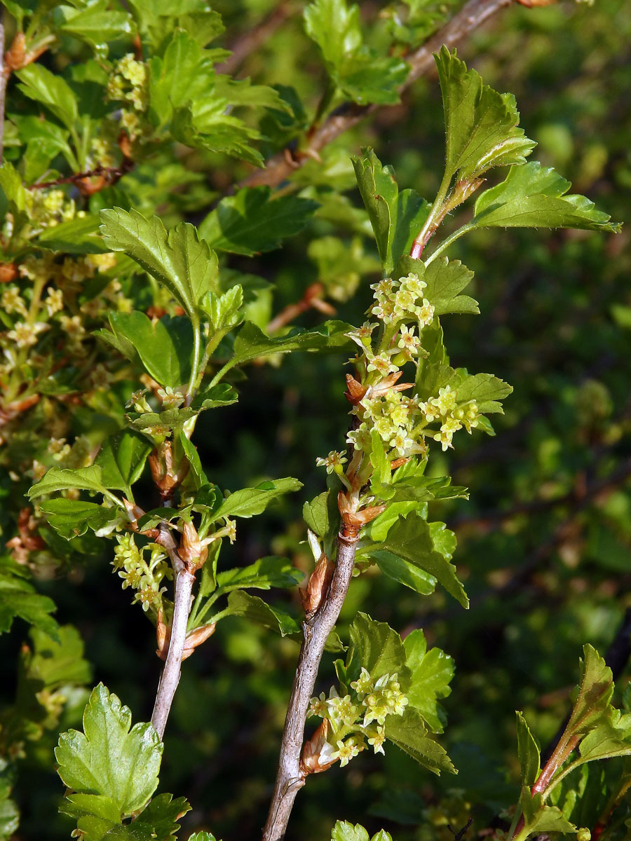 Rybíz alpínský (Ribes alpinum L.)