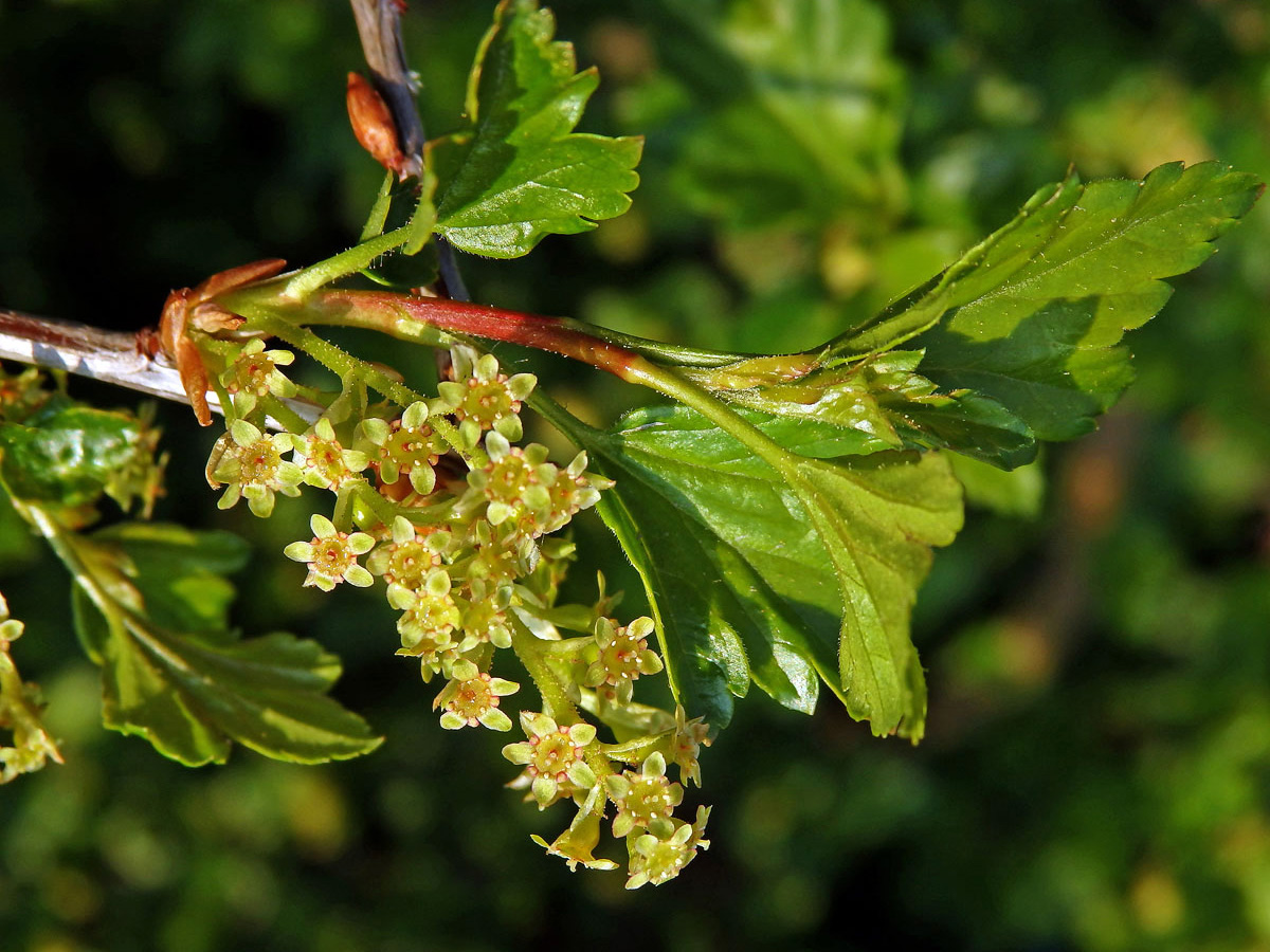 Rybíz alpínský (Ribes alpinum L.)