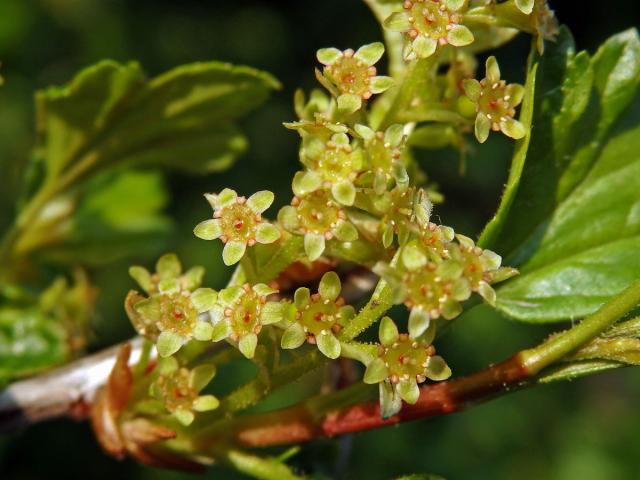 Rybíz alpínský (Ribes alpinum L.)