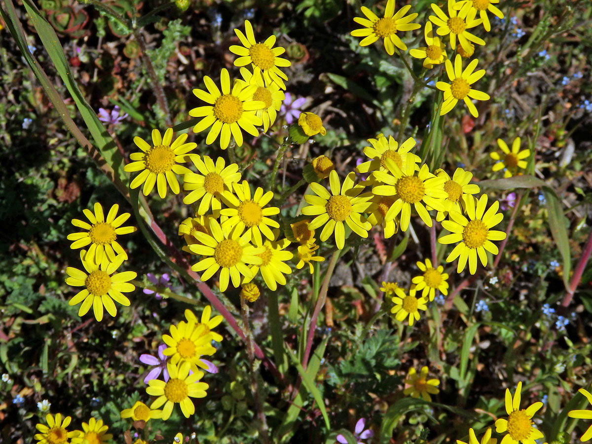 Starček jarní (Senecio vernalis Waldst. & Kit.)