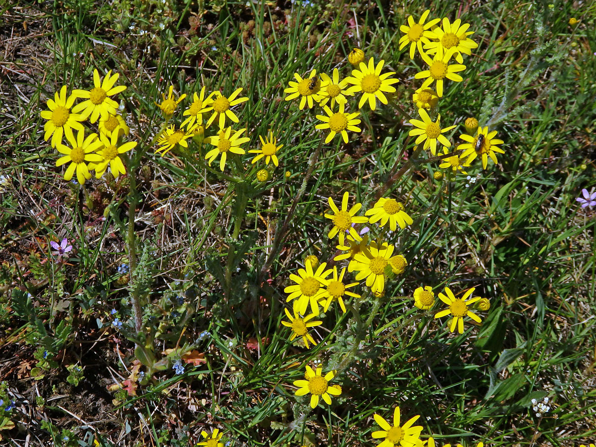 Starček jarní (Senecio vernalis Waldst. & Kit.)