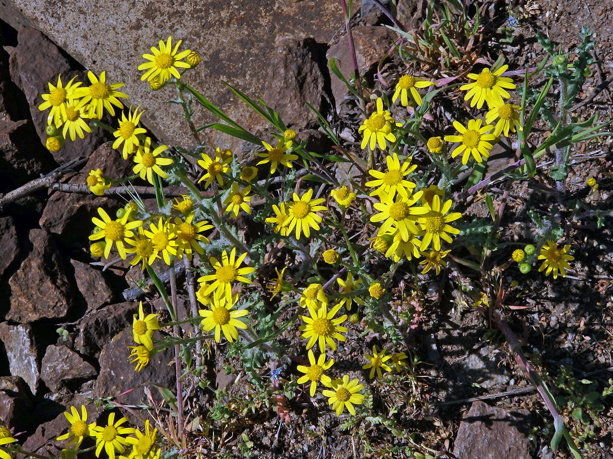 Starček jarní (Senecio vernalis Waldst. & Kit.)