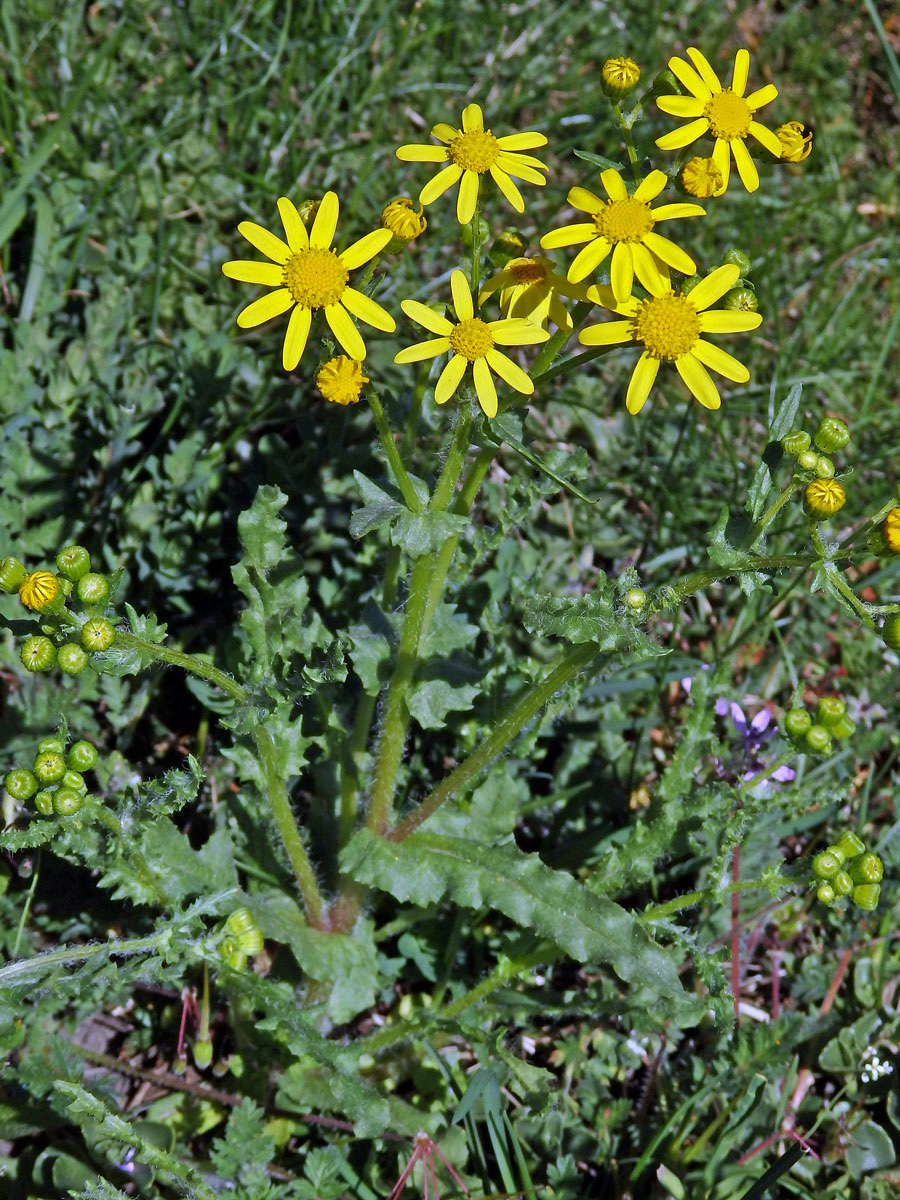 Starček jarní (Senecio vernalis Waldst. & Kit.)