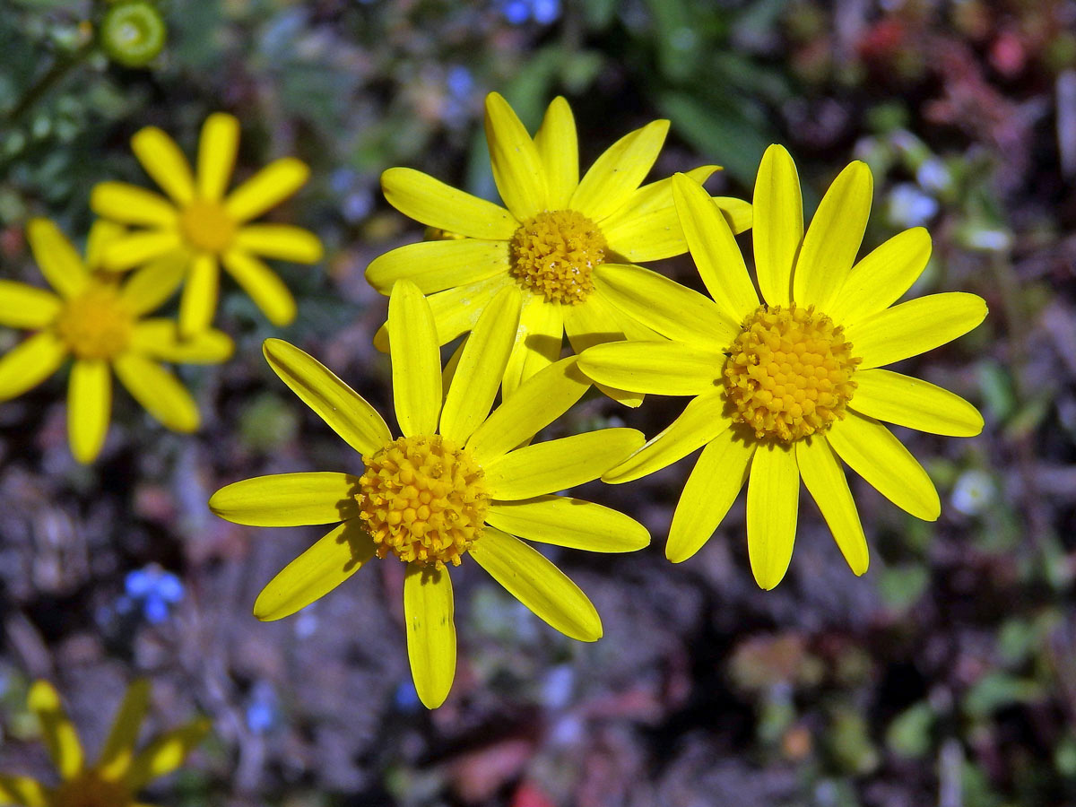 Starček jarní (Senecio vernalis Waldst. & Kit.)