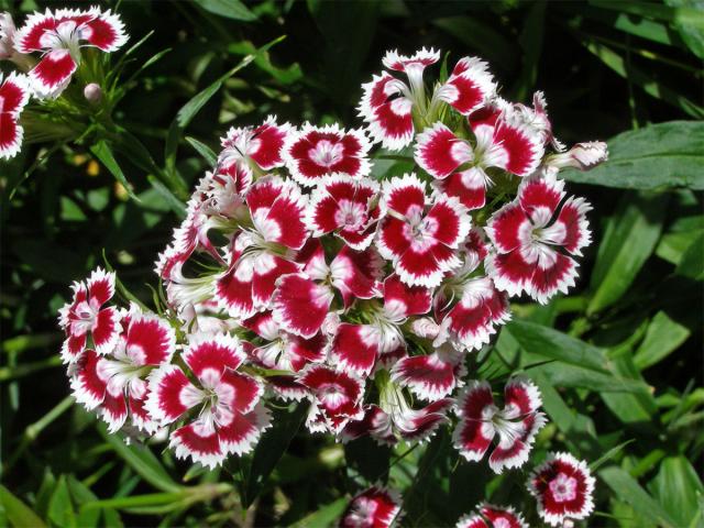 Hvozdík vousatý (Dianthus barbatus L.)