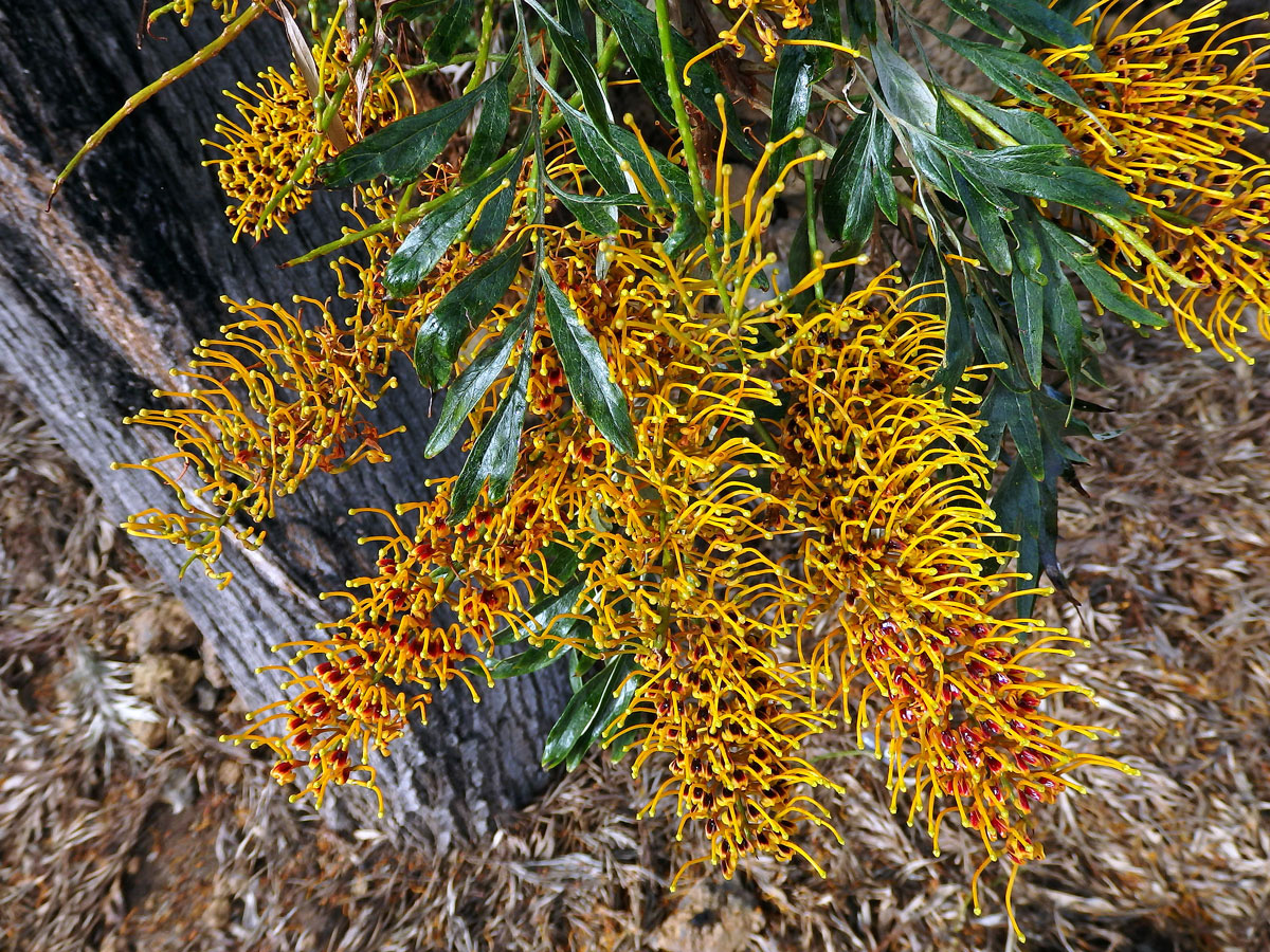 Grevillea robusta Cunn.