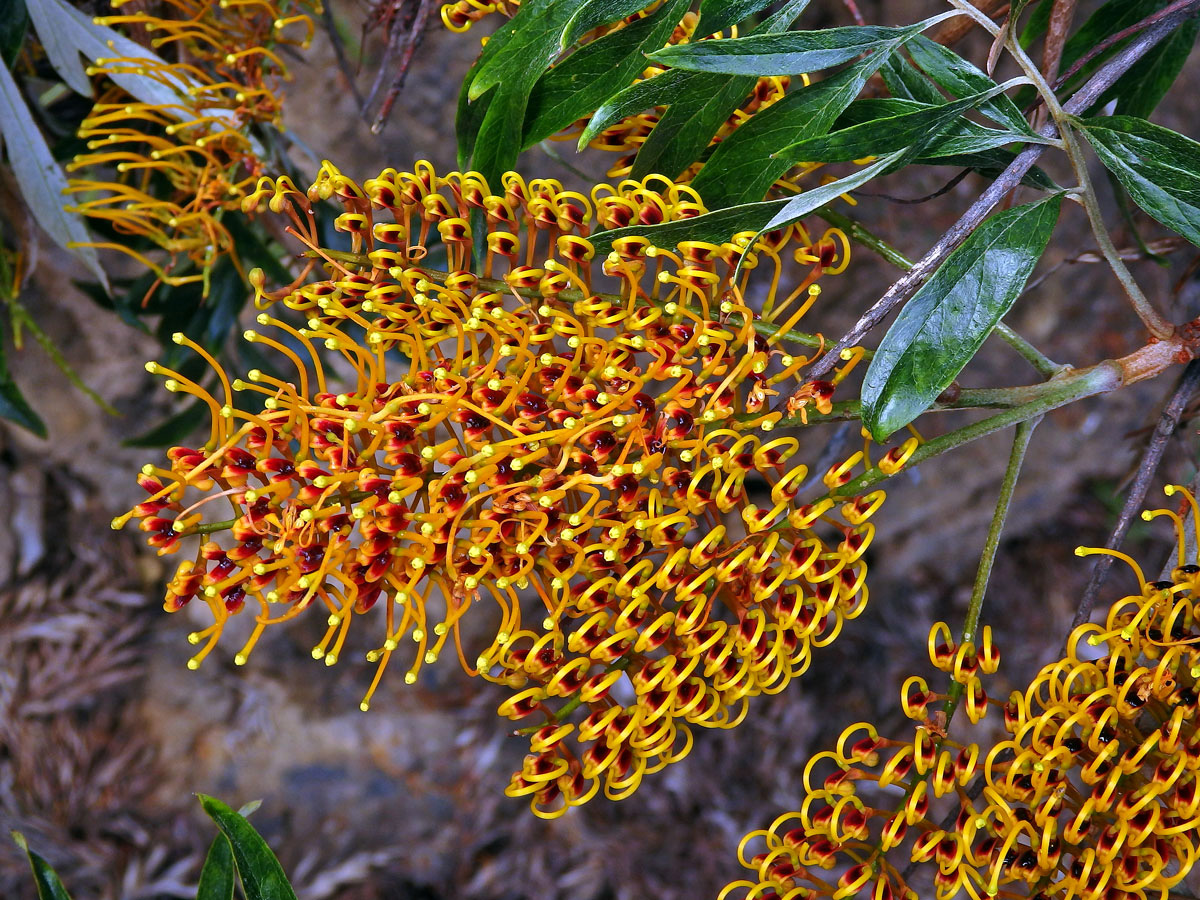 Grevillea robusta Cunn.