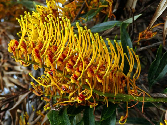 Grevillea robusta Cunn.