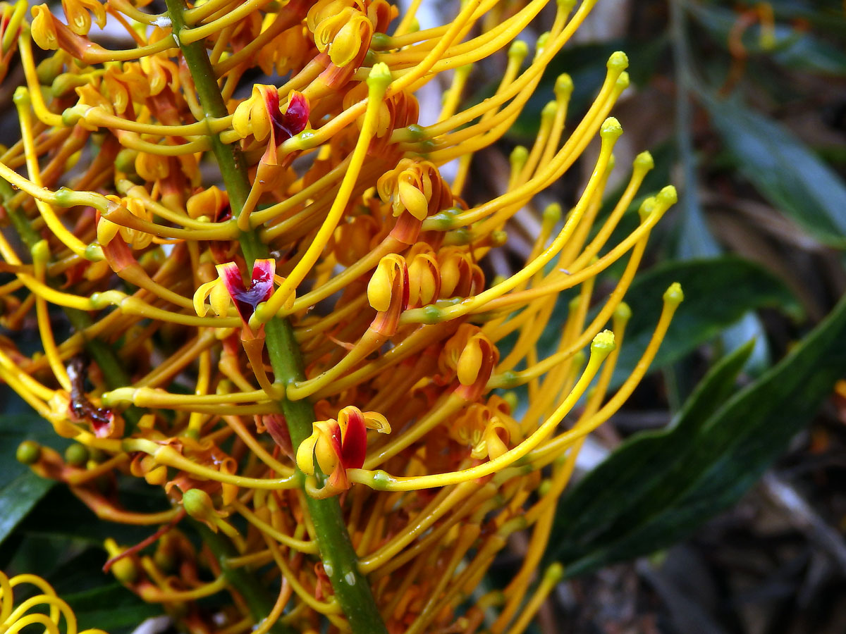 Grevillea robusta Cunn.