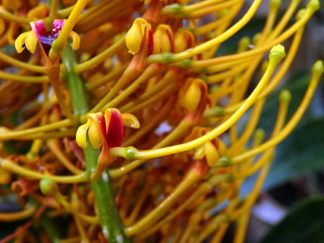 Grevillea robusta Cunn.