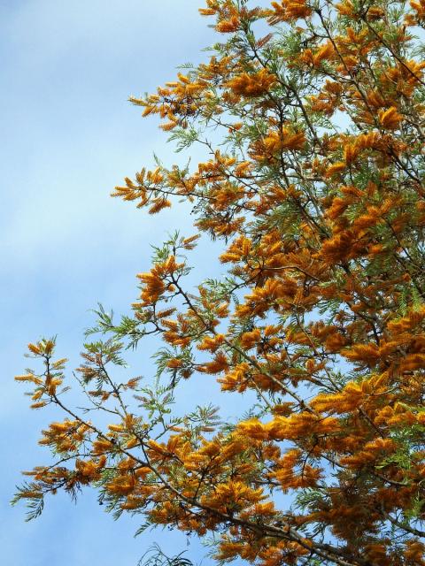 Grevillea robusta Cunn.