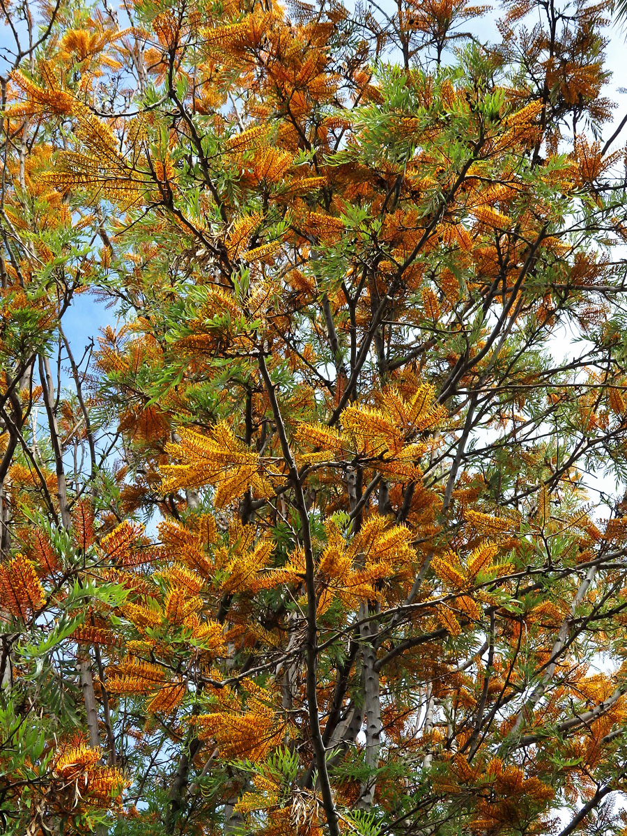 Grevillea robusta Cunn.