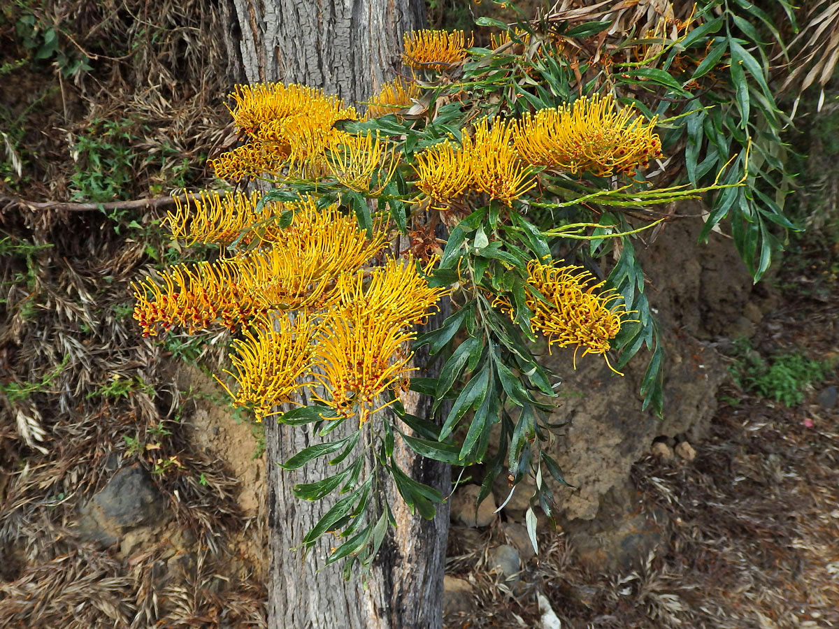 Grevillea robusta Cunn.